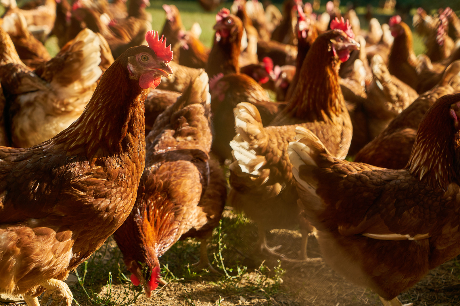 Clydesdale Bank Invests £6m In Biomass Heat For Uk Poultry Sector 