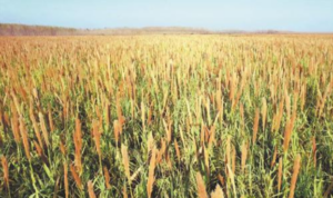 The "Super giant reed" is planted in an experimental field. Provided to China Daily